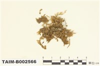 藏品(錦苔科)的圖片